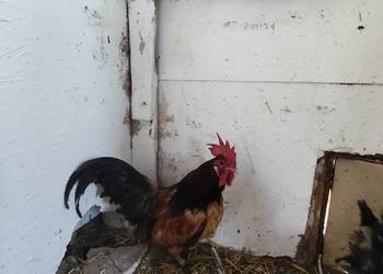 Kogutki cwergi kogutki