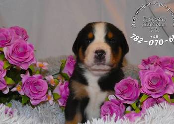 mamy szczeniaki po championie Duży Szwajcarski Pies Pasterski hodowla FCI