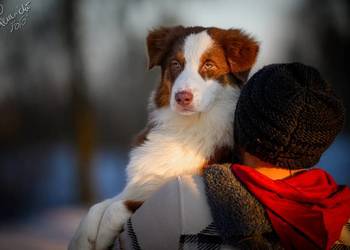 Owczarek australijski typ amerykański Pies NBT