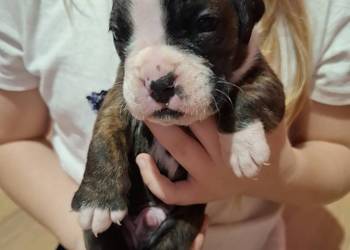 Szczeniaki rasy bokser