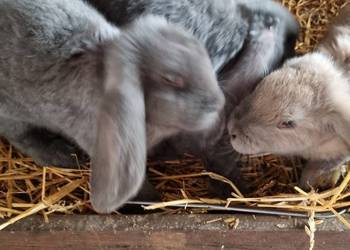 Sprzedam kroliki różne rasy.