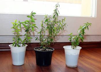 Sadzonki - drzewko Mirt