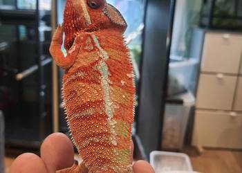 kameleon lamparci ambilobe red bar