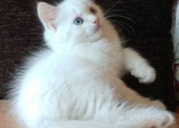 MCO Biały Maine Coon PRAWDZIWA PEREŁKA MCO Biały Maine Coon PRAWDZIWA PEREŁKA