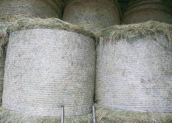 Bele siana, bele słomy. Siano, słoma.