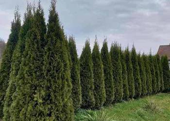 Thuja Smaragd 2,5 m 120 zł szt Wrocław, Długołęka