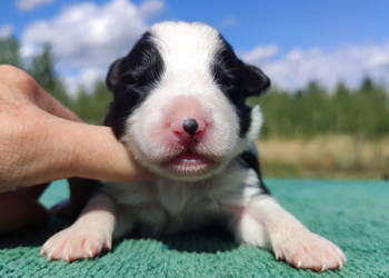 Prześliczna Suczka BORDER COLLIE - pełna dok. super rodzice