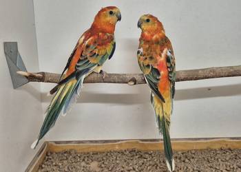 Świergotka Seledynowa,  Świergotki Seledynowe