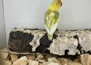 Nierozłączki turkus,euving