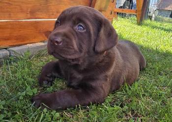 Labrador retriever piesek pieski mały czekoladowy brązowy samiec CYPIS