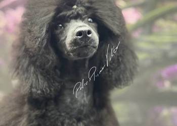 Pudel miniaturowy czarny chłopczyk FCI