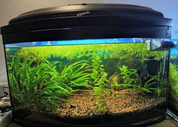 Akwarium 60 L panoramiczne