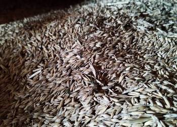 Sprzedam mieszankę owies i jęczmień Sprzedam mieszankę owies i jęczmień