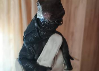 Black dragon+ terrarium