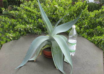 Agawa platynowa - agave guingenola platinium - sadzonka