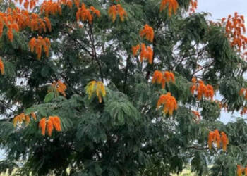 DRZEWO CHWAŁY Colvillea racemosa - NASIONA 20 sztuk - 10g.