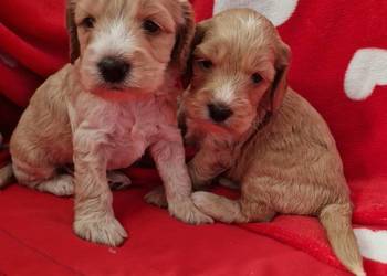 COCKAPOO cocker spaniel/pudel