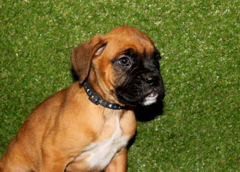 Szczeniak DRAGO – Bokser z hodowli Family Bokser