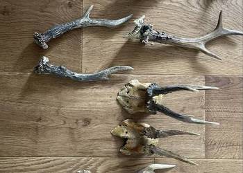 Koziołki, Porostki,Poroze jeleń