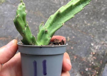 Stapelia grandiflora nr 11 duże włochate kwiaty