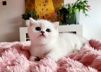 Kocięta srebrne  Maliwia