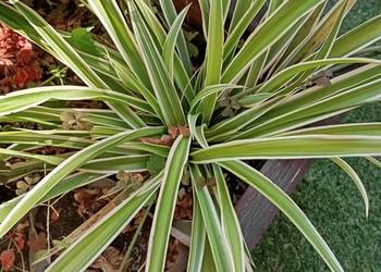 sprzedam zielistkę Sternberga / chlorophytum comosum /