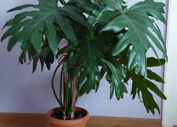 Philodendron roślina 100 cm