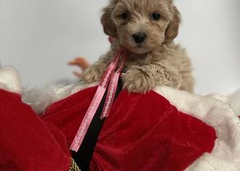 Maltipoo - pudel - Maltańczyk , maltipoorybnik.pl
