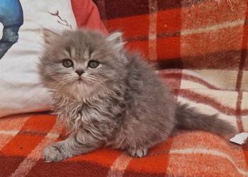 Brytyjskie  kotka dlugowlosa niebieska