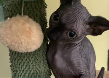 Sfinks Kanadyjski. Do odbioru kocurek. Rodowód