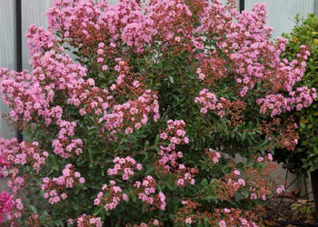 LAGERSTROEMIA EVELINE - sadzonki w doniczkach