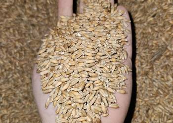 Pszenżyto Pszenżyto