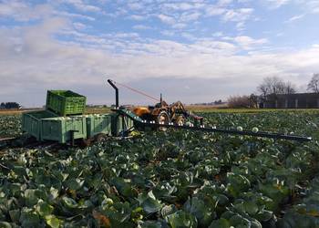 Podajnik taśmociąg platforma transporter do zbioru warzyw