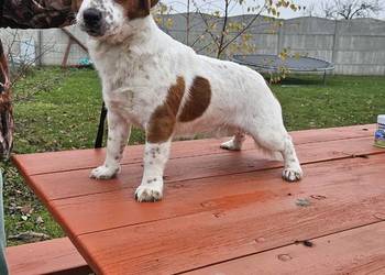 Jack russell terrier szczenięta