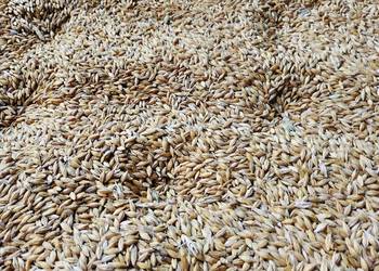 Jęczmień jary zbiór tegoroczny Jęczmień jary zbiór tegoroczny