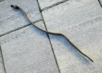 Harley WLA WLC - dźwignia biegów NOS