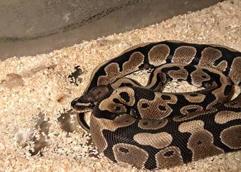 Pyton królewski z terrarium