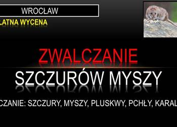 Zwalczanie szczurów, deratyzacja, Wrocław, dezynfekcja, szczury, cennik