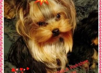 YORK,YORKSHIRE TERRIER!ELITARNY PIESEK 1,10KG REPRODUKTOR