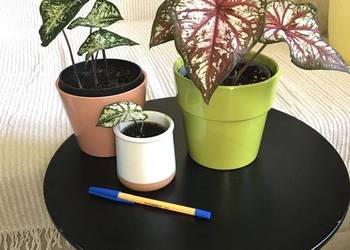 Caladium