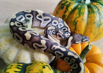 Pyton królewski , węże , wąż pytony królewskie