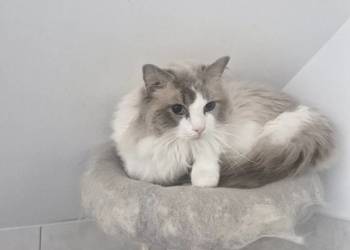 Parys Kot do Adopcji