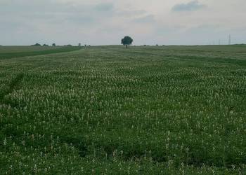 Łubin gorzki wąskolistny