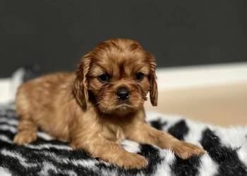 Piękny Pies Cavalier King Charles Spaniel