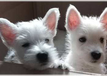 ZKwP FCI West Highland White Terrier | DNA CMO-0, westie 2025 ZKwP FCI West Highland White Terrier | DNA CMO-0, westie 2025