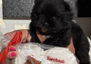 Szpic pomeranian chłopczyk