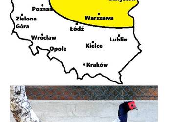 Sprzedam Bażanty Kiśćce Tajwańskie Swinhoe (Bażant) z 2026r. WYSYŁAM