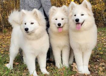 Samojed piesek FCI 6mcy po Championie Polski