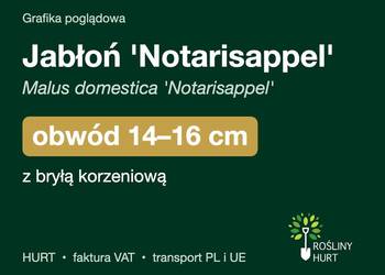 Jabłoń 'Notarisappel' (Malus domestica) obwód 14-16 cm, z bryłą – HURT