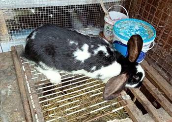 Sprzedam młode kotne samice